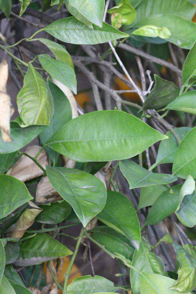            Shade leaves (Winter Haven, FL)   